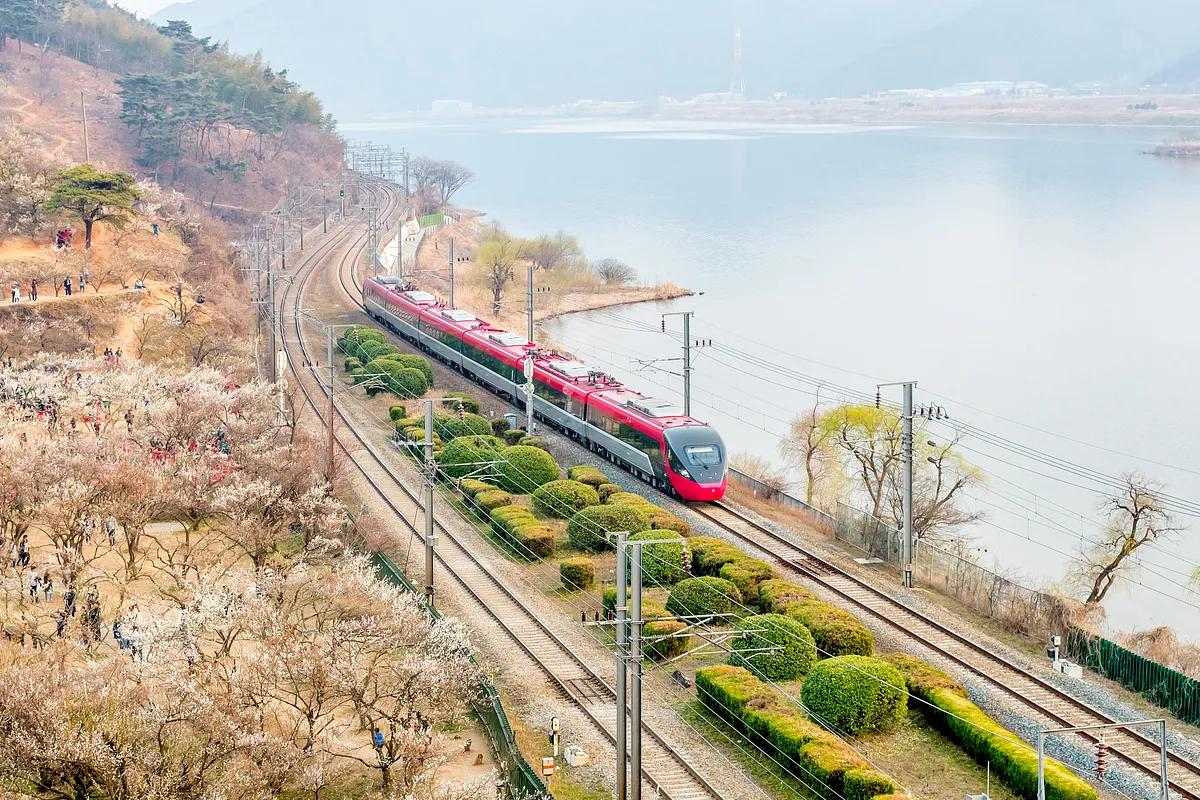 경남 양산 여행 가볼만한곳 순매원 원동매화축제 통도사 홍매화 데이트