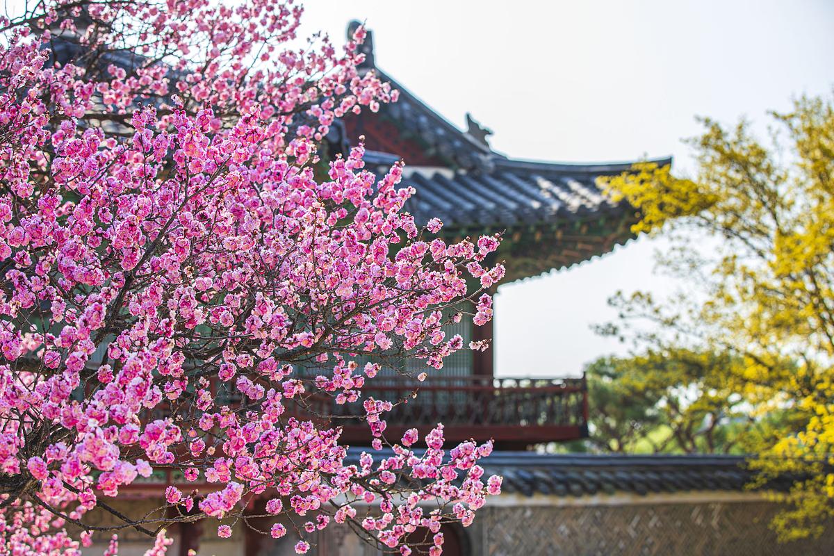 양산 통도사 홍매화, 봄이 먼저 찾아오는 곳