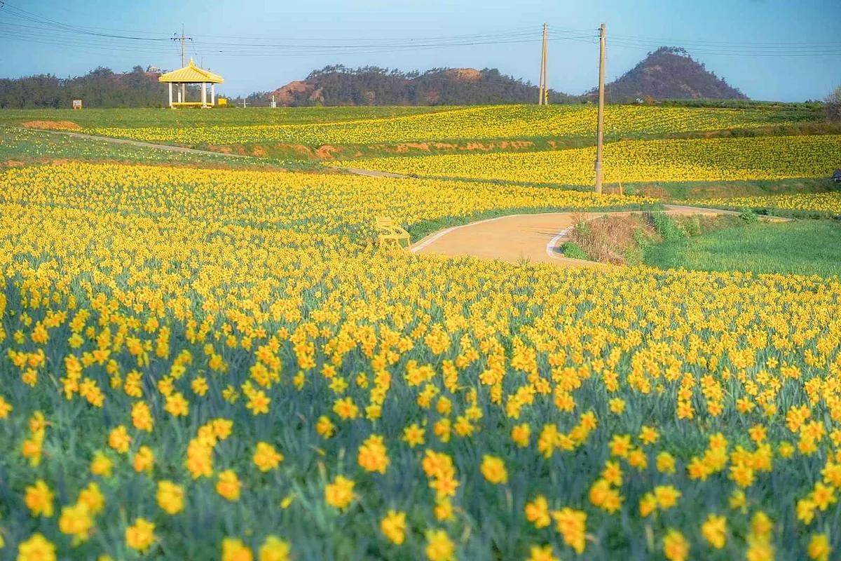 봄 향기 가득한 옐로우섬, 퍼플섬 옆 선도에서 꽃길 산책