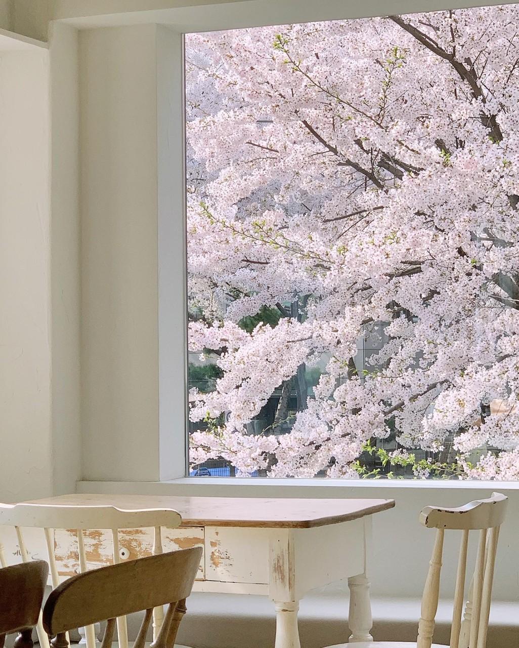 경의선 숲길 벚꽃 명소, 창가에서 즐기는 브런치 카페 ‘디어모먼트’