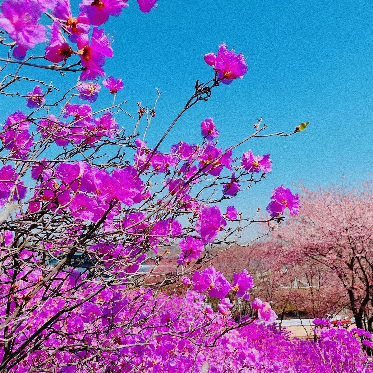 부천 봄나들이 명소 ‘원미산 진달래 동산’, 지금 딱 가기 좋아요!