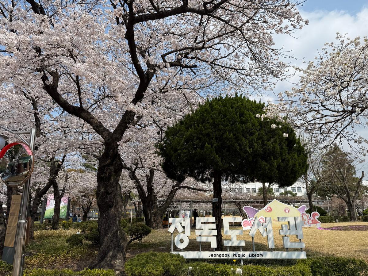 서울 벚꽃 명소 정독도서관 벚꽃이 절정! 도심 한복판에서 만나는 봄 향연