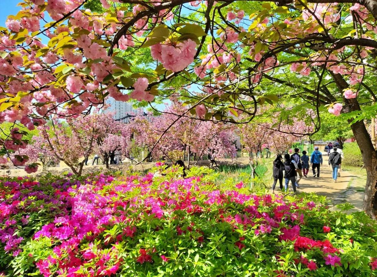 “지금 가면 사진이 폭탄처럼 터진다”… 4월 중순 대구 월곡역사공원 인기 폭발
