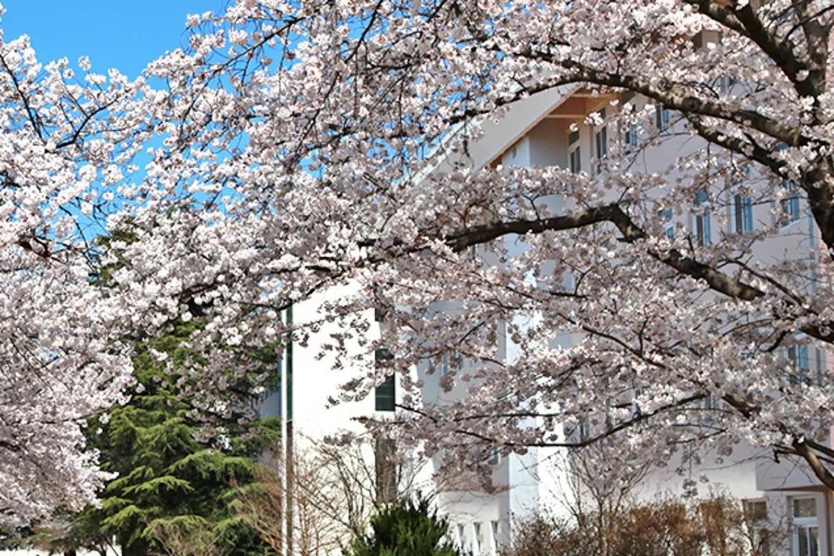 현지인 추천! 전주 벚꽃 명소 9선