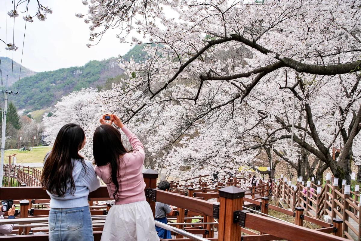 전국에서 가장 늦게 피는 진안 마이산 벚꽃