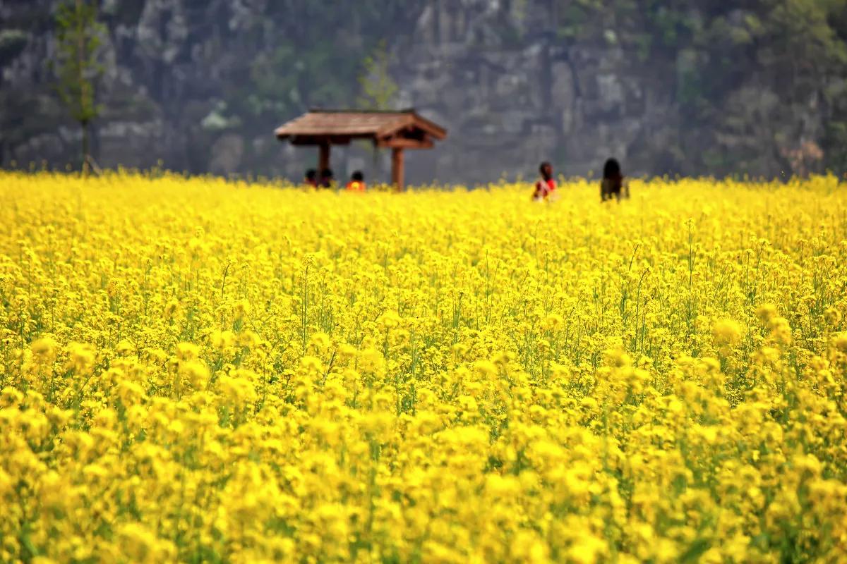김해 낙동강레일바이크 유채꽃축제