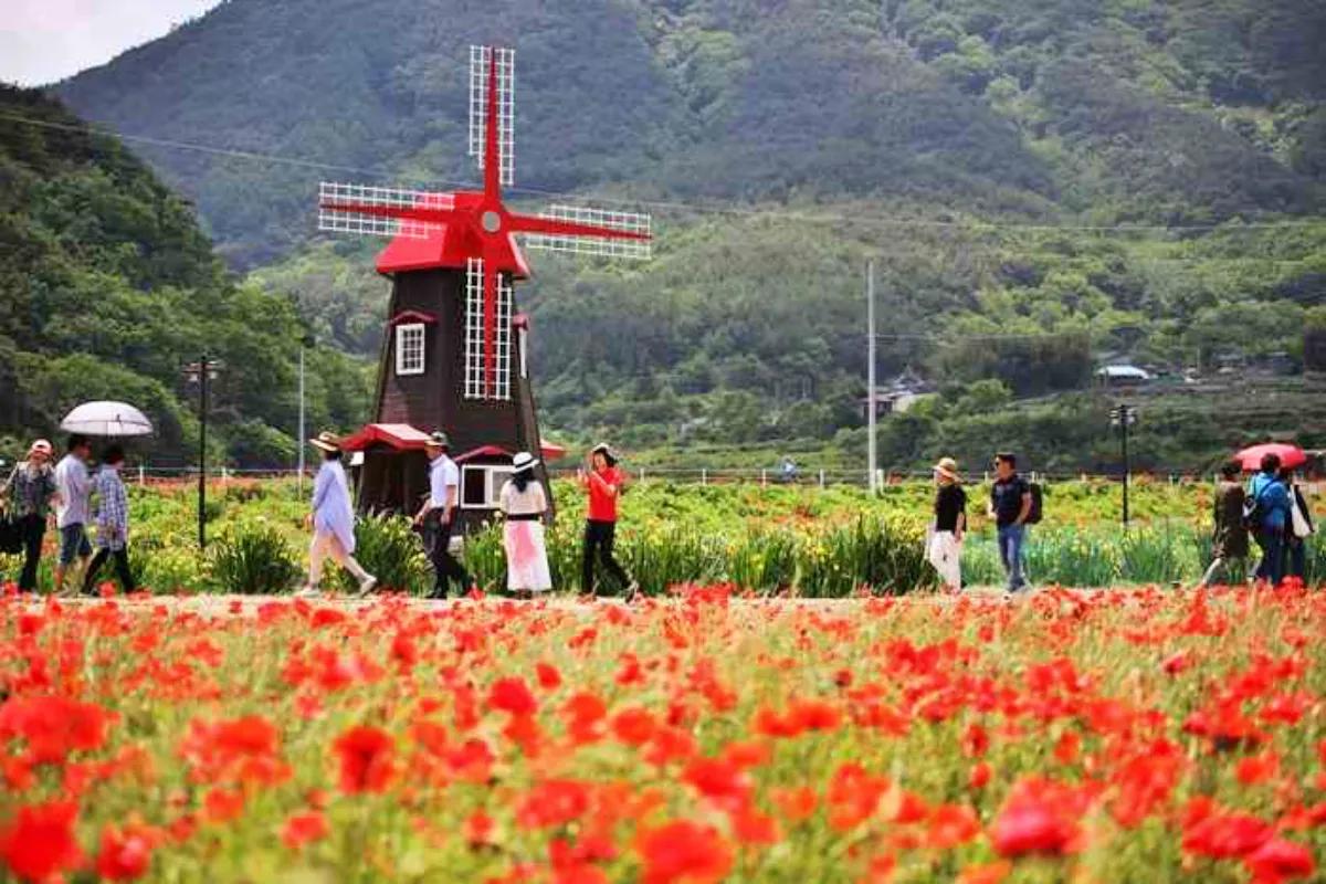 “단 10일간만 활짝”… 전국 최대 규모 하동 꽃양귀비 축제