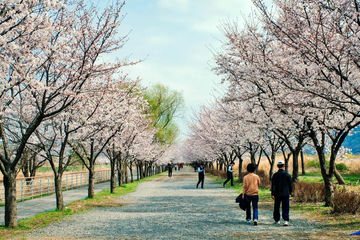“끝나가는 벚꽃, 아직 여기!”… 하남 당정뜰·덕풍천 벚꽃길 산책코스