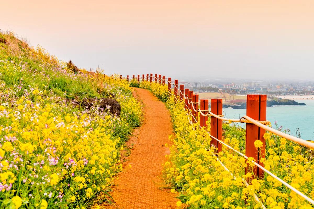 “가파도부터 성산까지”… 봄빛으로 물든 제주 유채꽃 명소 TOP3