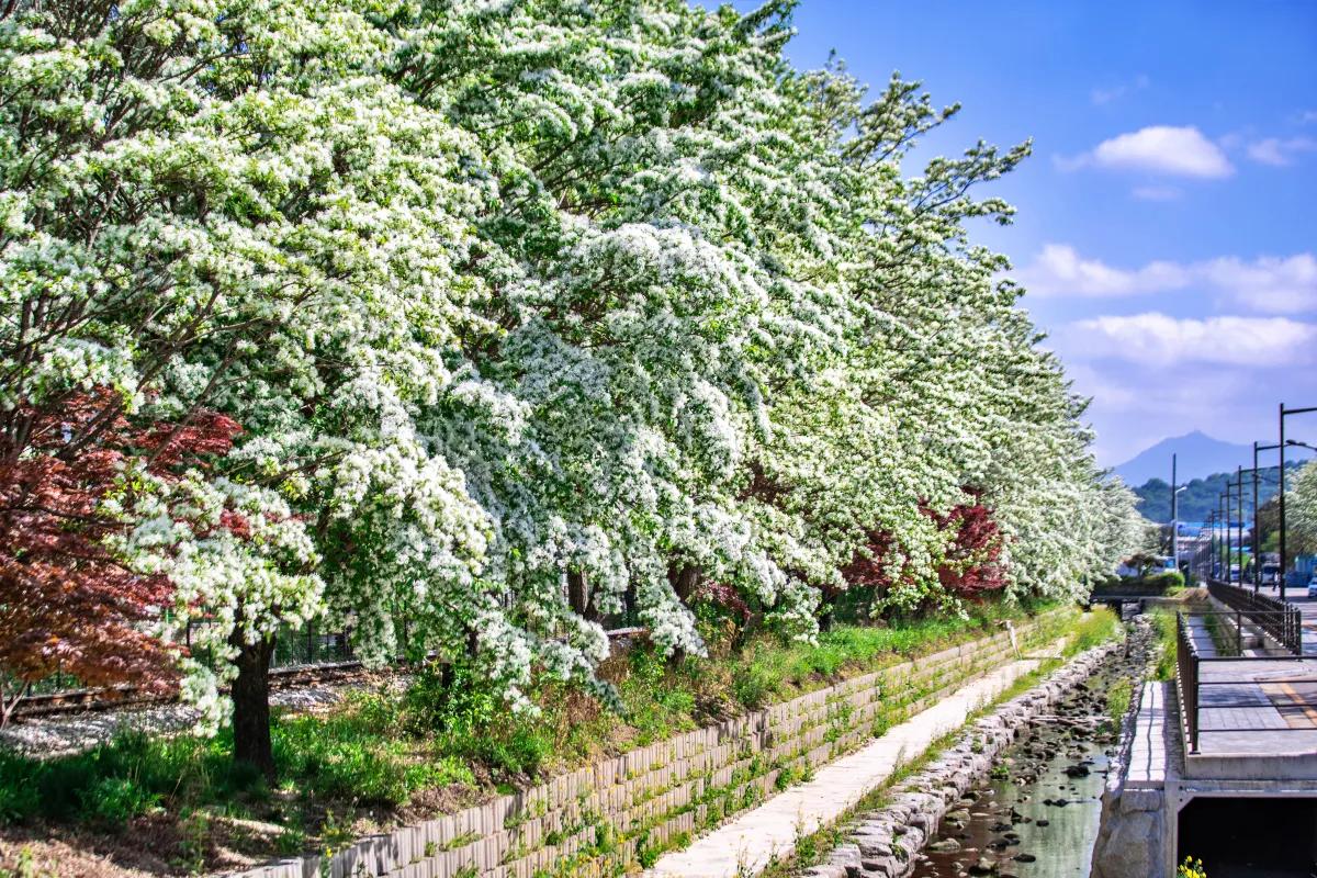 “단 6일만 걷는 꽃길”… 전주 하얀 이팝나무 철길 개방