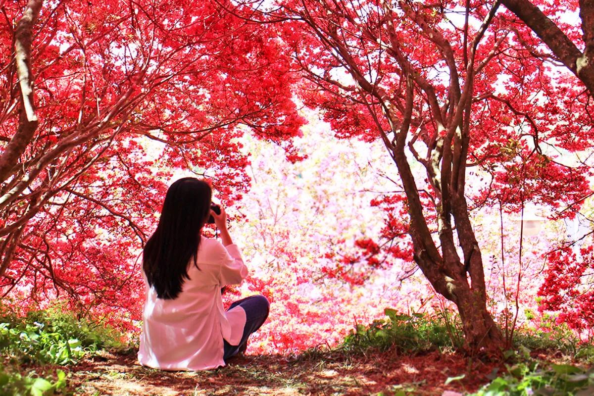 4월 전주가볼만한곳 전주 완산칠봉꽃동산 겹벚꽃 개화시기