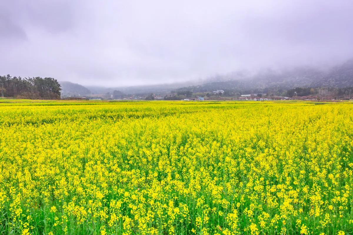 광주 근교 4월 전남여행 영암 유채꽃밭 위치