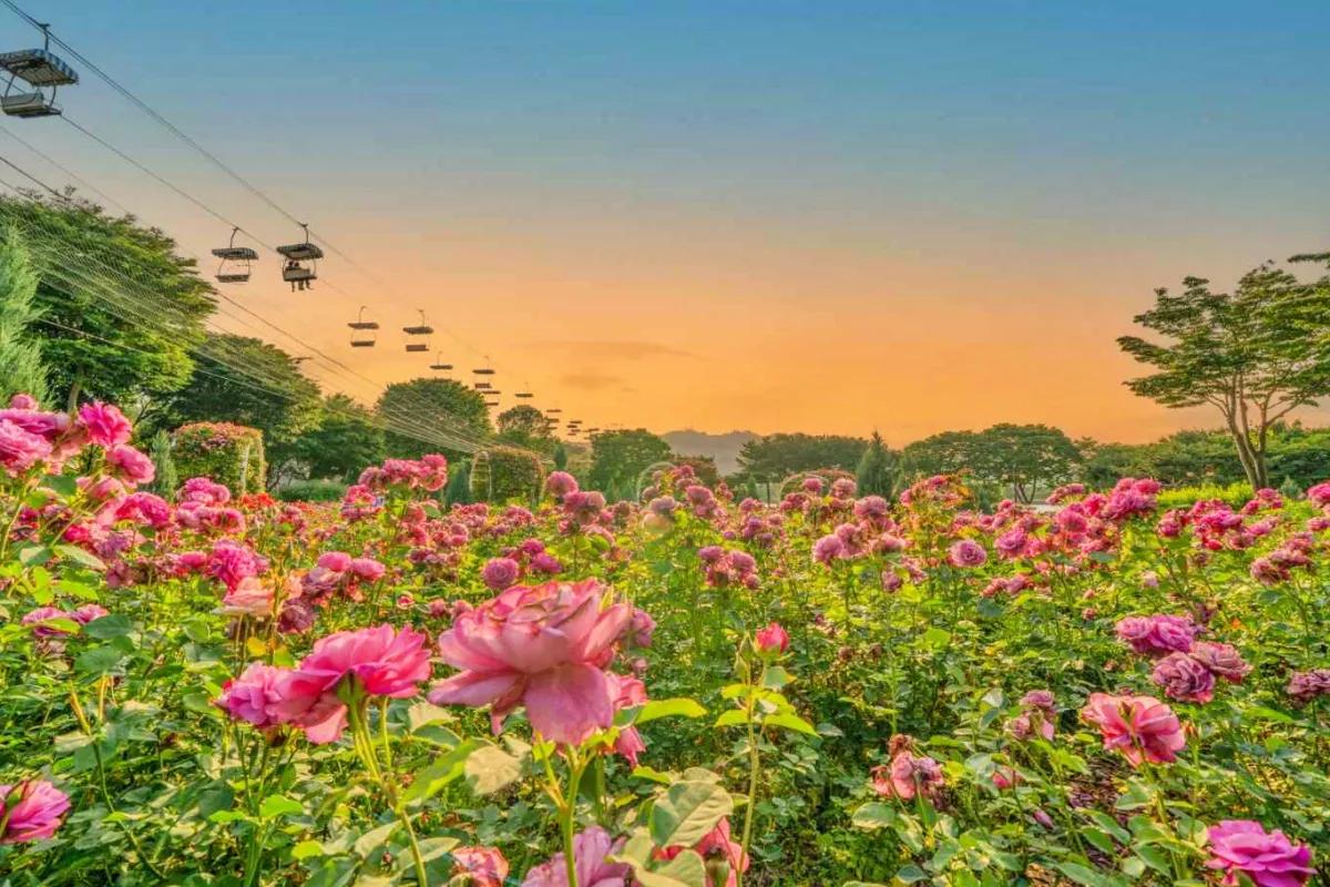 “이번 주말 어디갈까”… 전국 5월 장미 명소 BEST7