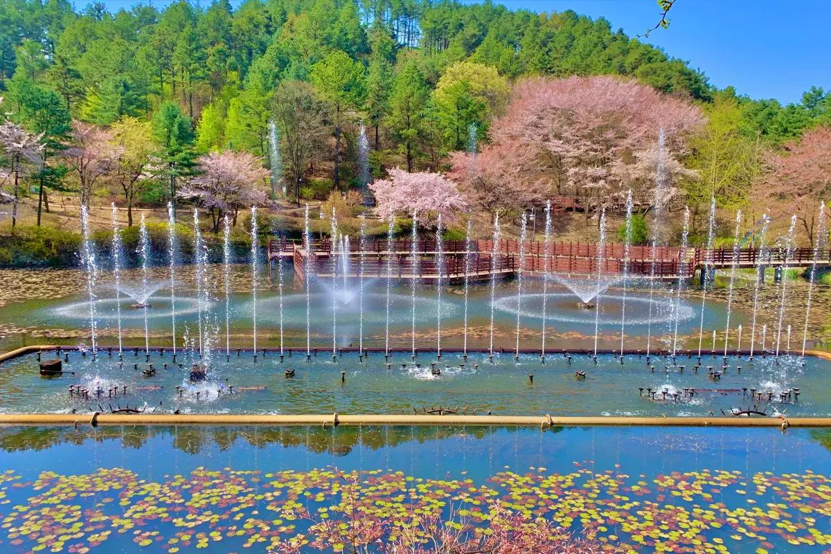 “지금 안 가면 또 1년 기다려야 한다”… 이미 1,500만 명이 다녀간 대청호 봄 산책로