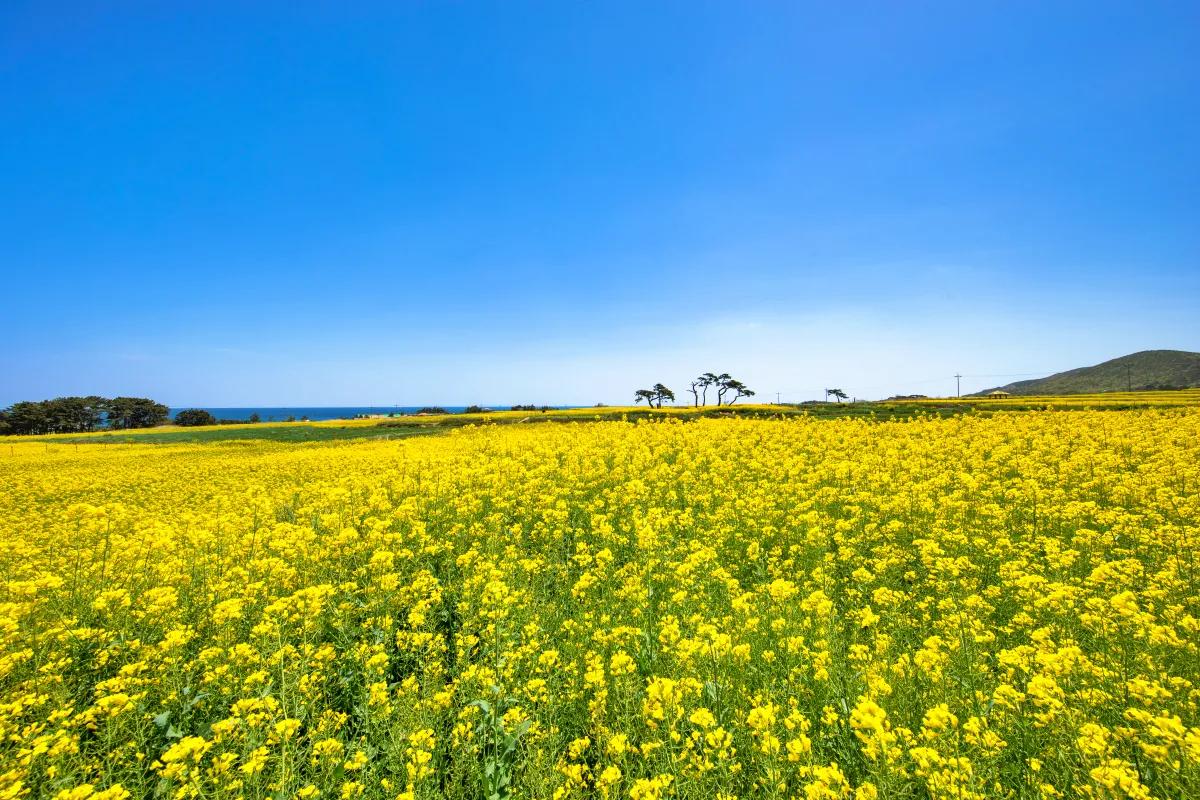 포항 호미곶 유채꽃, 4월 여행 포항가볼만한곳