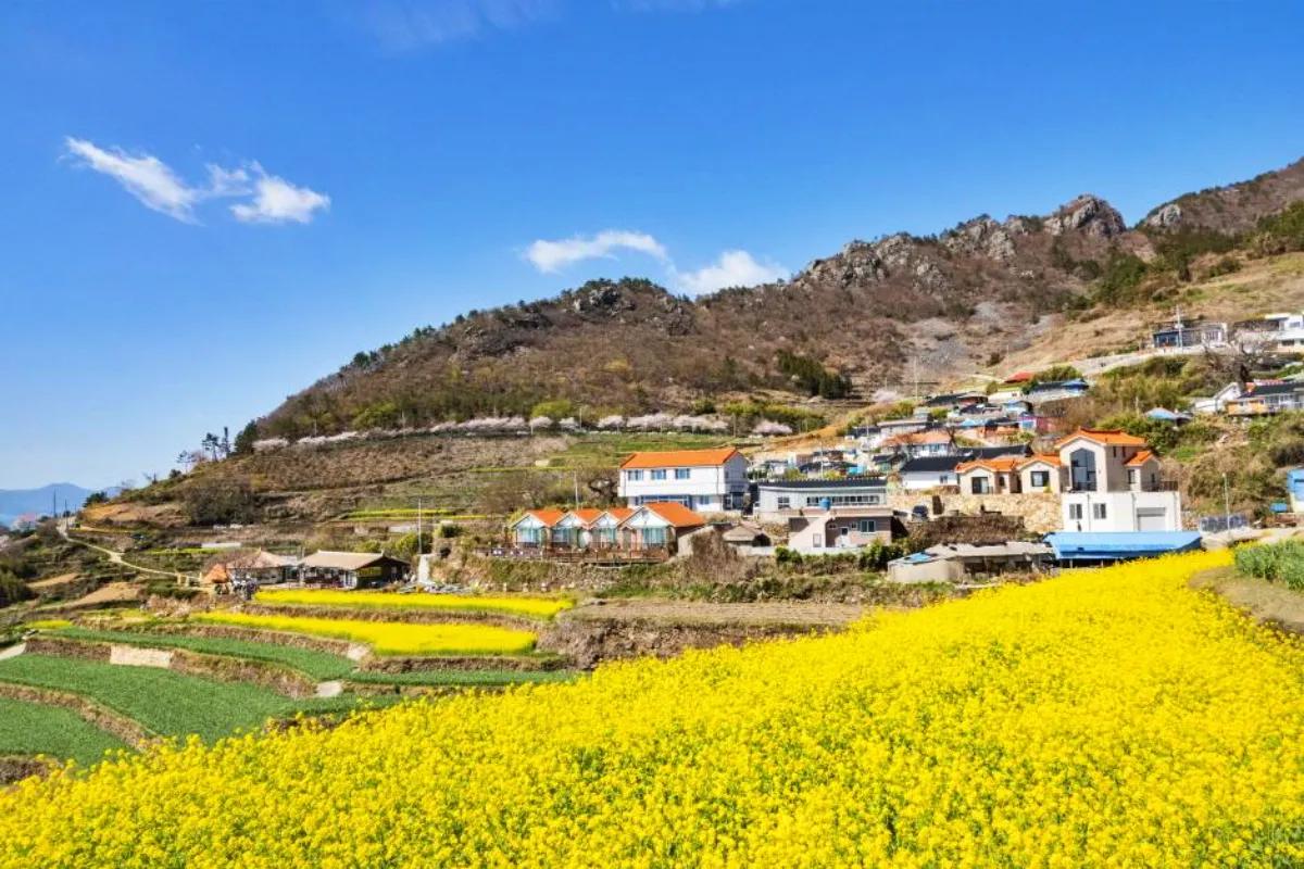 2025 전국 유채꽃 명소 BEST 8