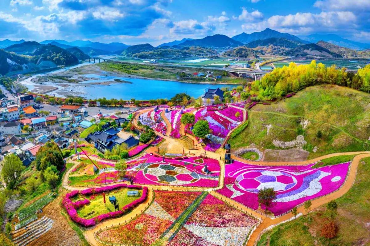 “꽃바다에 빠지다”… 산청 생초공원 꽃잔디 만개 명소