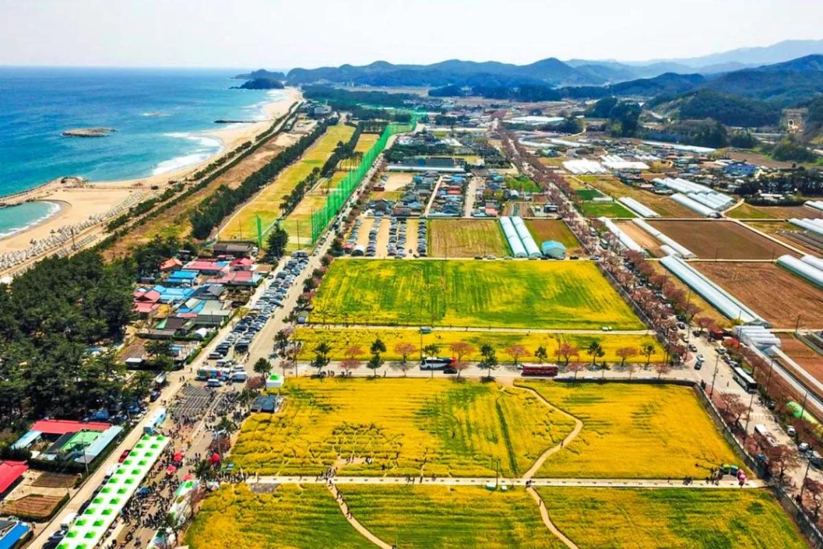 “벚꽃은 끝났어도 끝이 아니다”… 황금빛 봄길에 숨은 유채꽃 명소