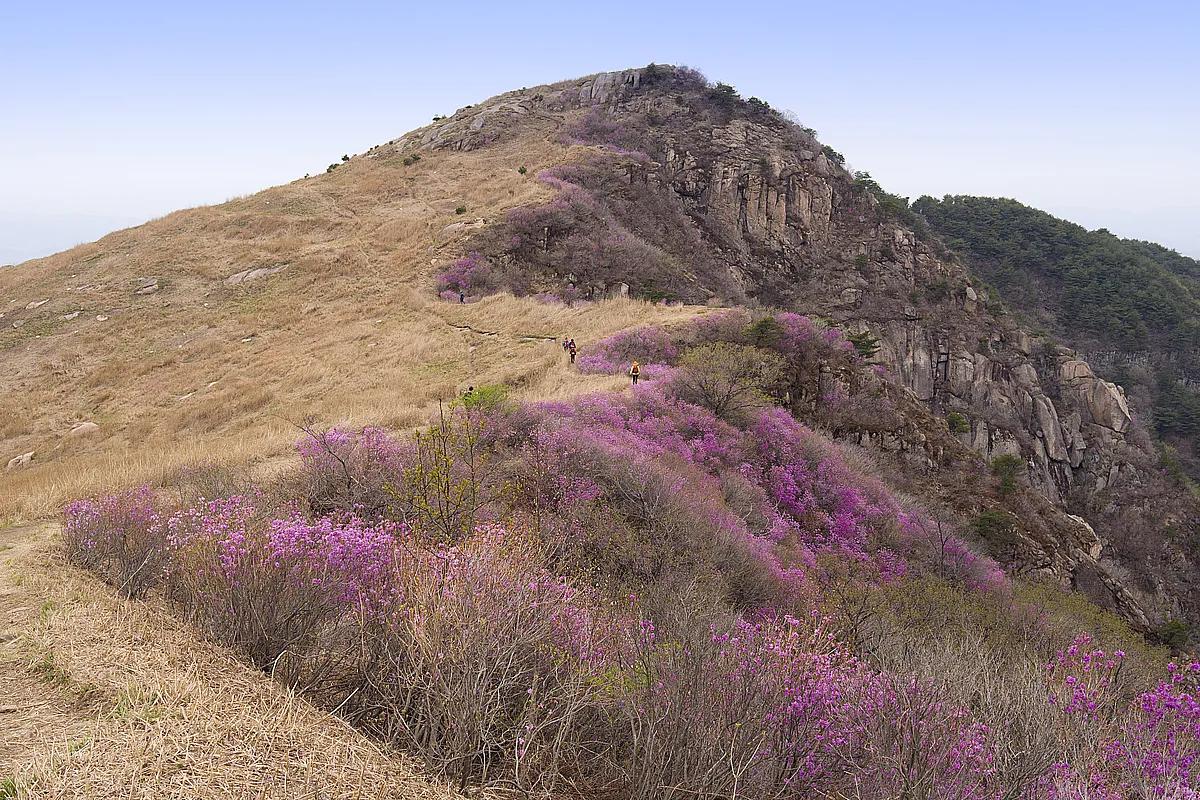 4월, 전국이 꽃길로 물드는 시간… 봄 산행 베스트 3