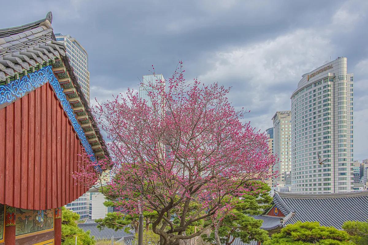 서울 도심 속 매화 절경, 봉은사 홍매화 지금이 딱!