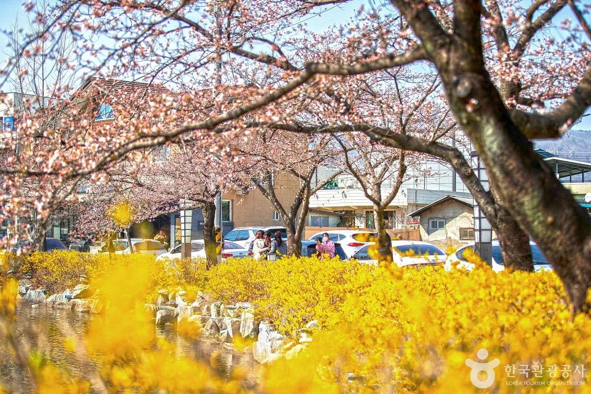 “벚꽃 절정인데 한산?” 김천 연화지, 조용해서 더 좋은 이유