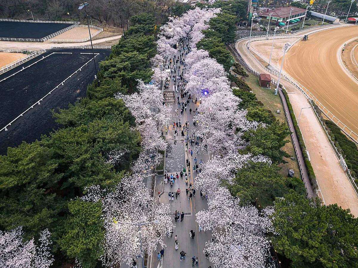 벚꽃도 경마도 한 번에! 지금 가기 좋은 과천 힐링 스폿