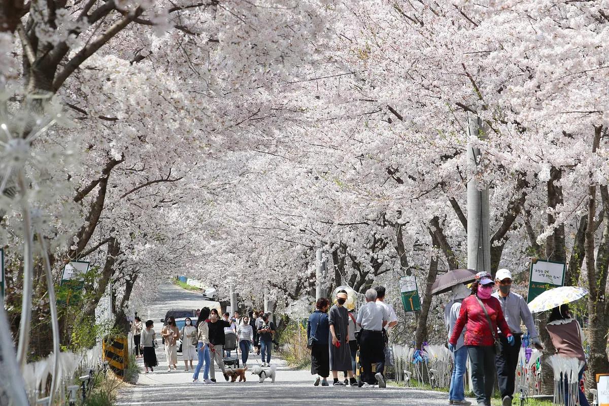 아직 이른 대청호 벚꽃, 그래도 즐길 거리는 가득