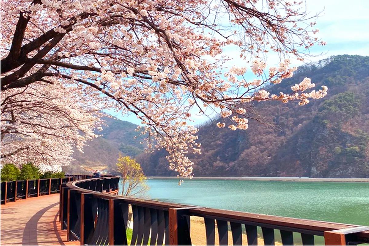 “단 3일, 밤에만 열린다!” 감성 폭발 단양 벚꽃길 야경 투어