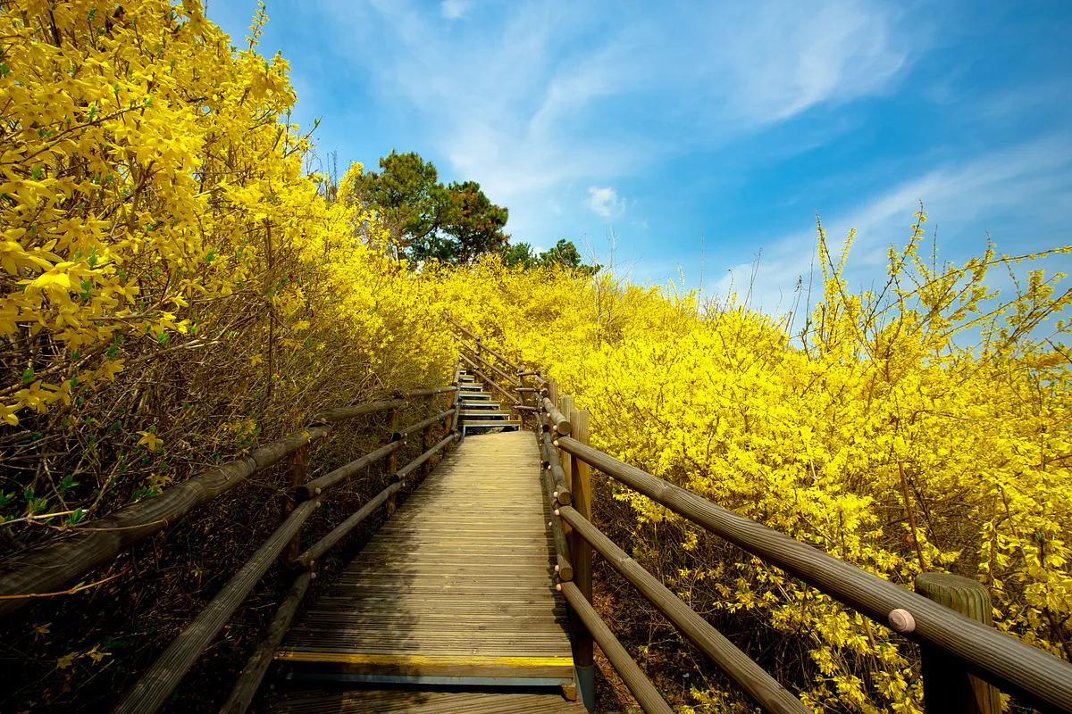“서울 도심에 찾아온 노란 물결, 봄 기운 가득한 응봉산 개나리”