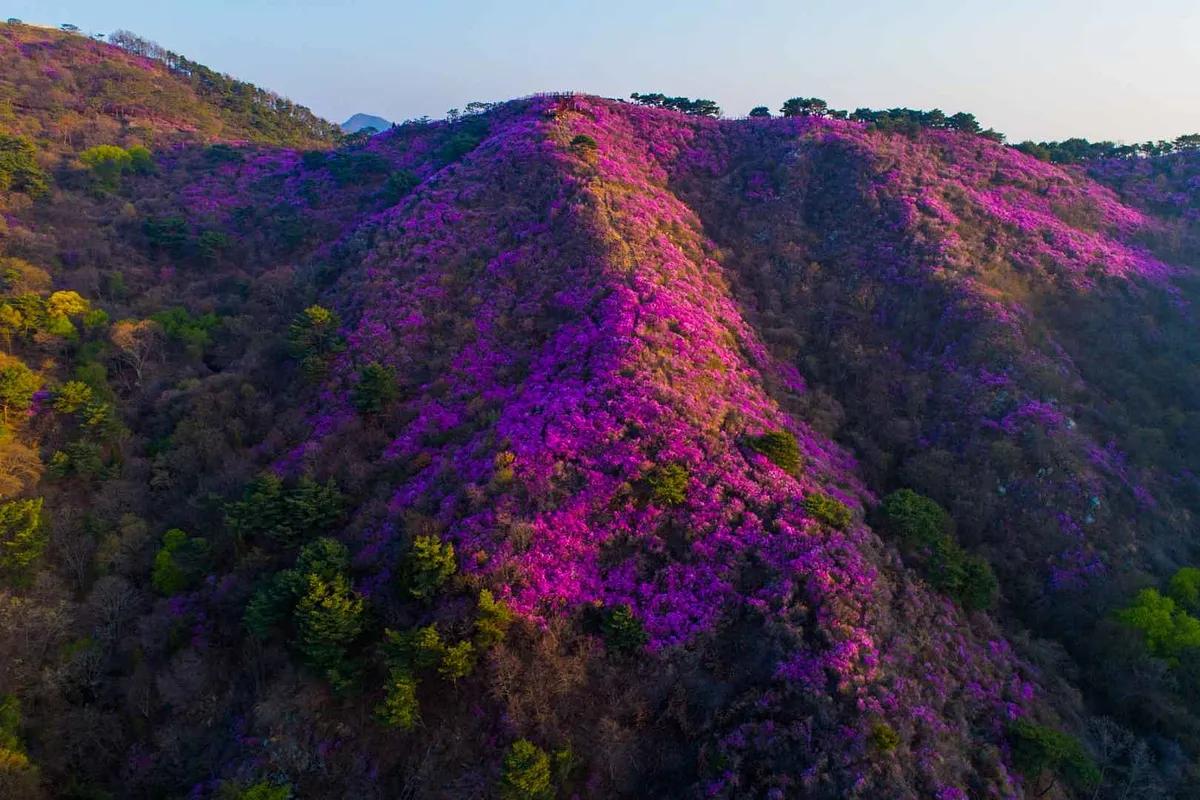 강화 고려산 진달래, 올해는 못 본다? 축제 취소된 이유와 등산코스 총정리