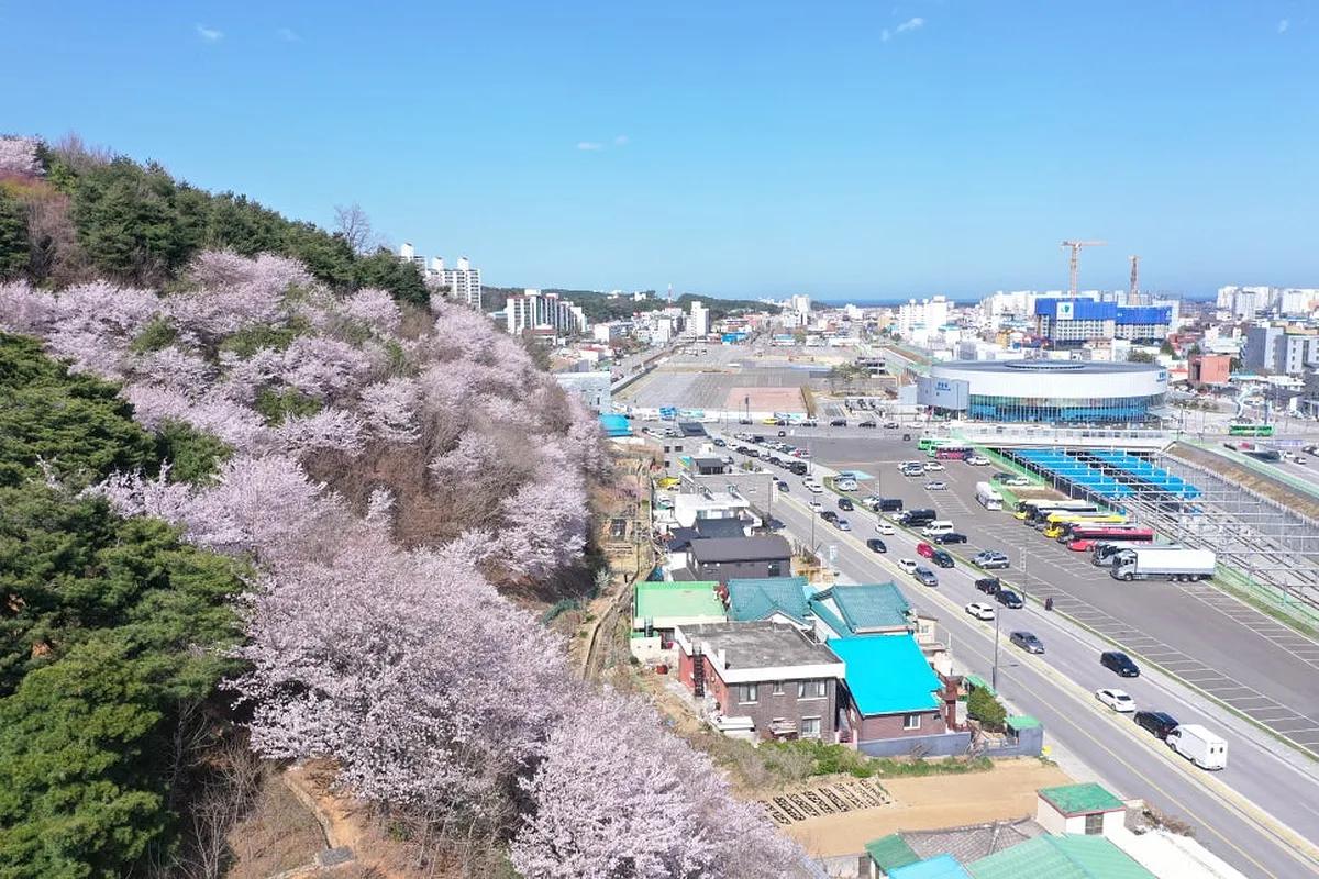 강릉 벚꽃 명소 3곳, 지금 가면 절정인 이유