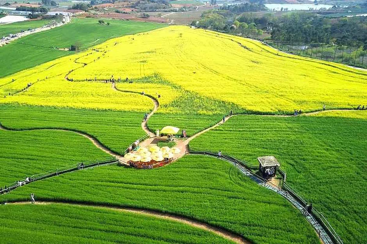 4~5월에 꼭 가봐야 할 축제, 2025 고창 청보리밭