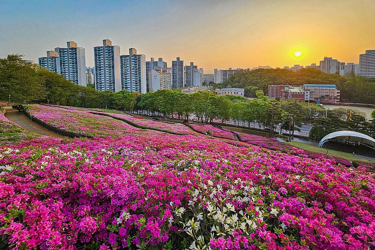 2025 군포 철쭉축제 총정리