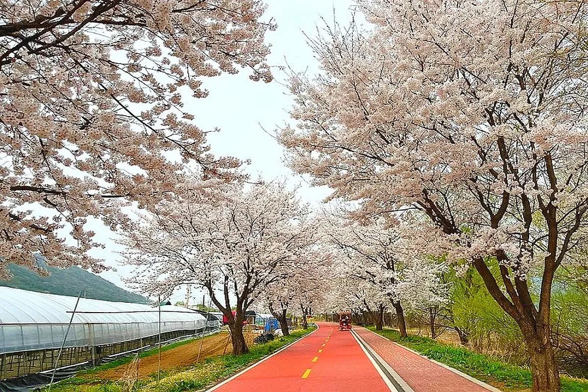 지금 놓치면 아쉬운 경기도 벚꽃길 BEST 4