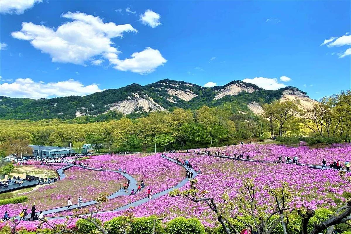 “서울에 이런 데가?” 하루 종일 머물고 싶은 철쭉 명소