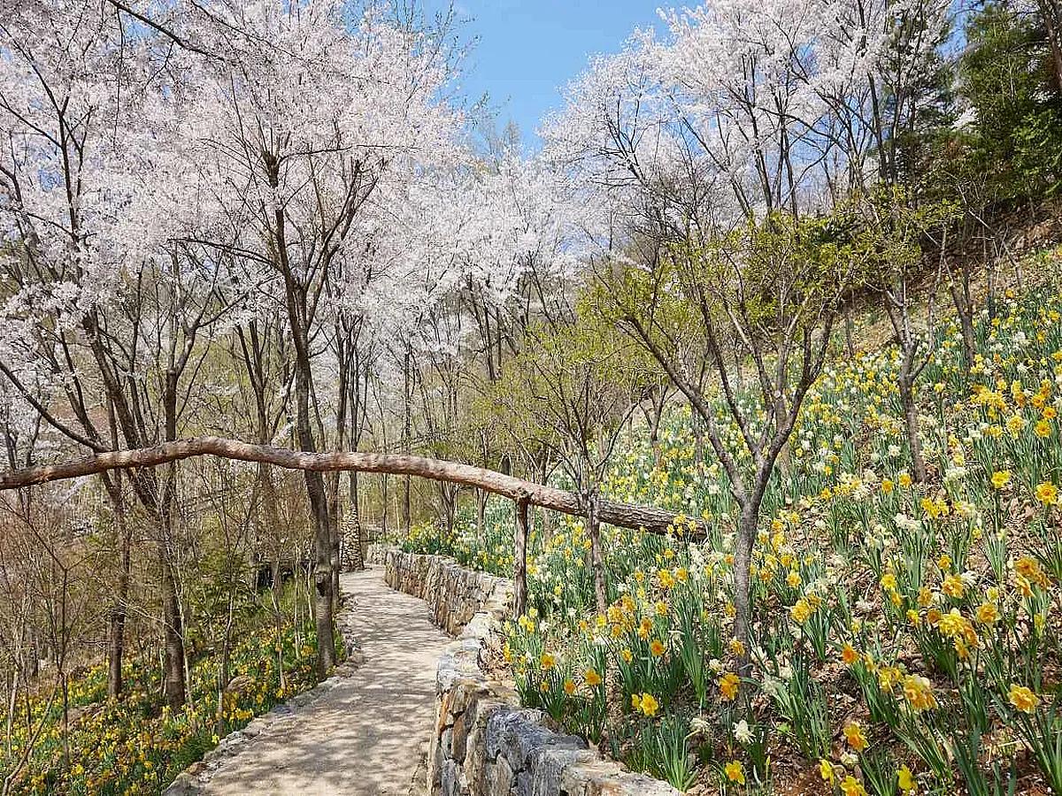 수만 송이 수선화의 황금빛, 경기도 광주 ‘화담숲’이 반겨주는 봄