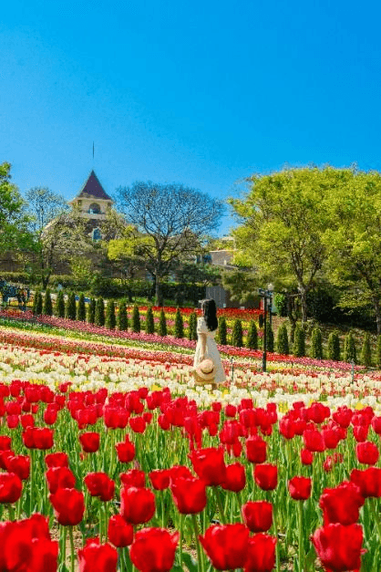 SNS 감성 가득! 대구 이월드 튤립축제에서 건지는 인생샷
