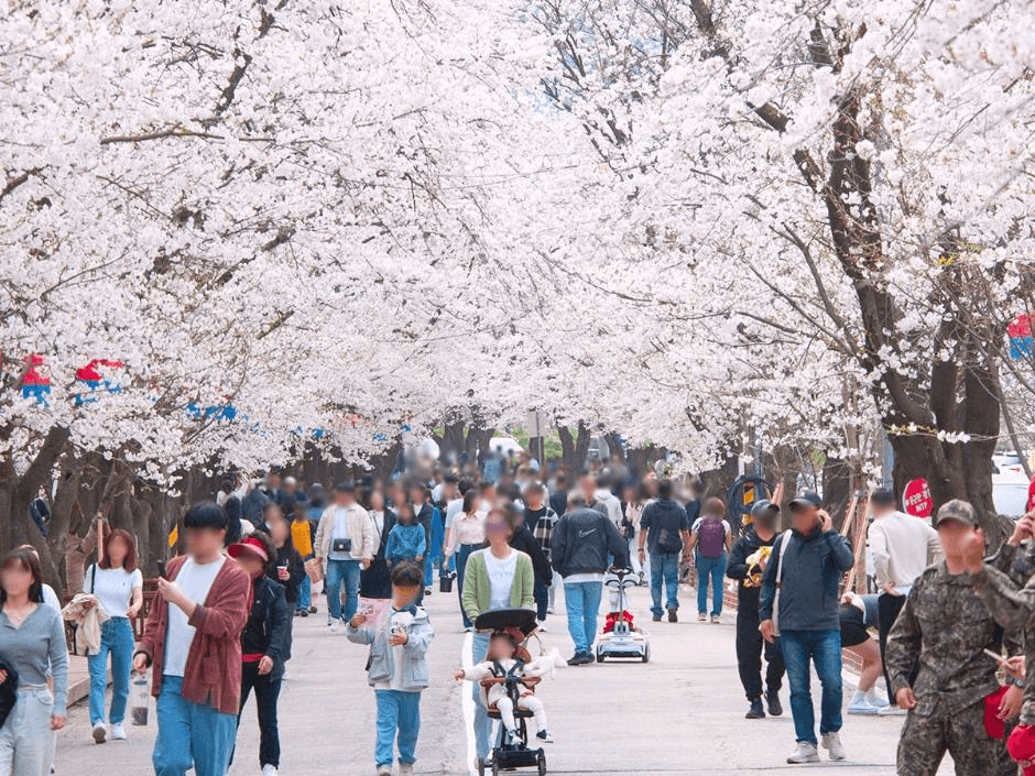 벚꽃의 엔딩 크레딧은 여기! 가평 ‘에덴벚꽃길 벚꽃축제’ 매력 총정리