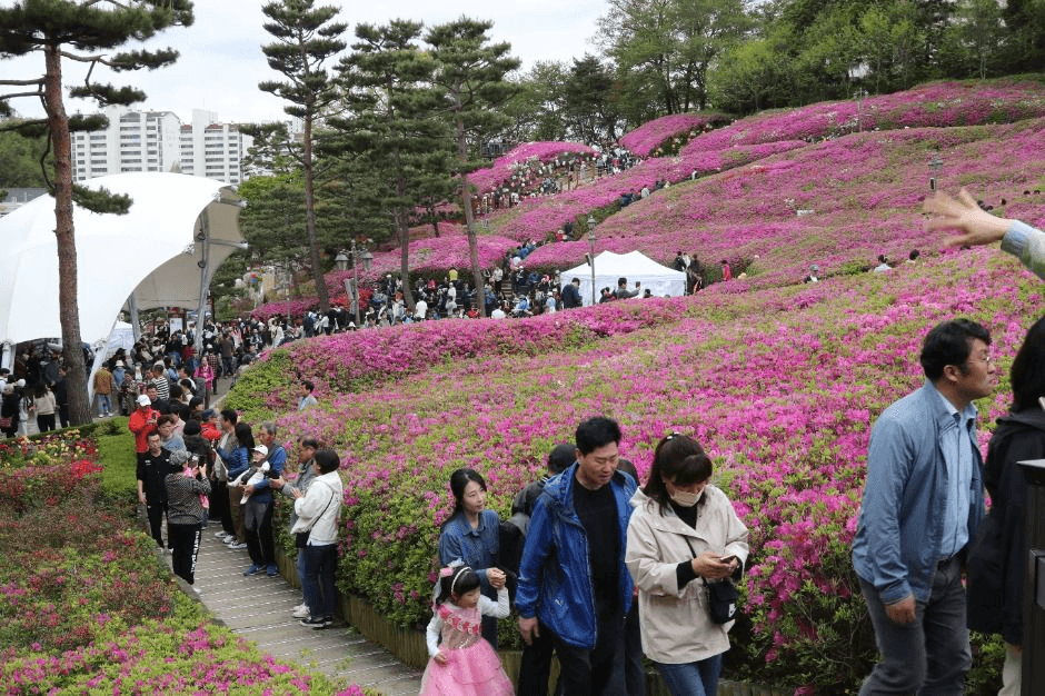4월에 물드는 도시, 군포 철쭉축제에서 즐기는 봄꽃 힐링