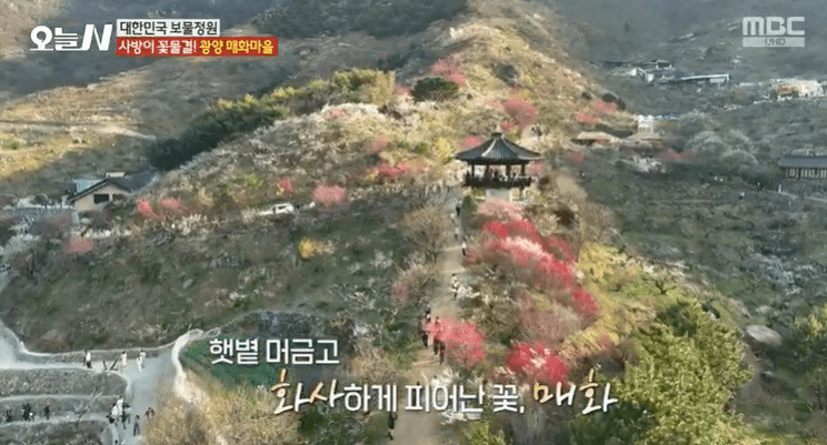 오늘n 대한민국 보물정원 광양 매화나무 홍쌍리 매화정원 위치