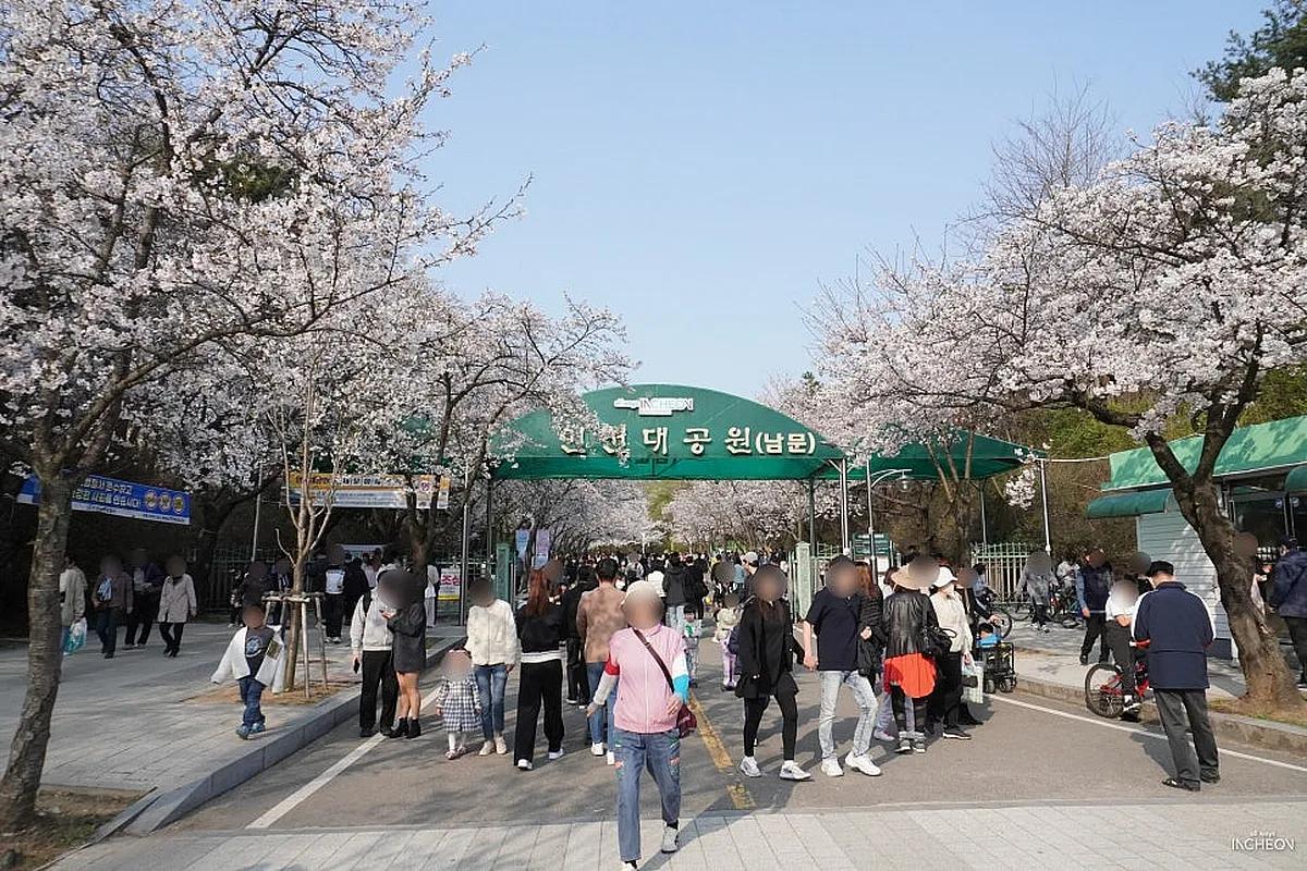 인천대공원 벚꽃 실시간 개화시기 만개 루트 코스