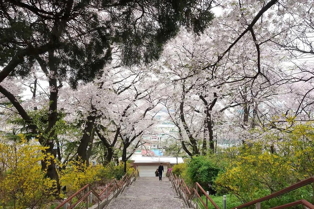 지하철 타고 바다와 벚꽃을 한 번에! 인천 도심 속 봄꽃 명소 BEST 3