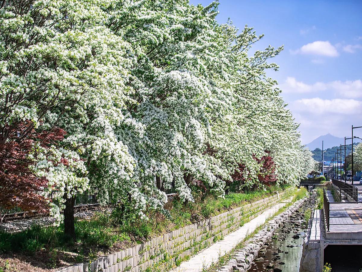 눈처럼 피어난 이팝나무, 봄의 끝자락에서 만나는 명소 2곳