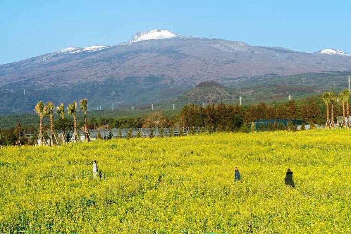 4월 제주도 여행 유채꽃 명소 제주 휴애리 봄꽃축제