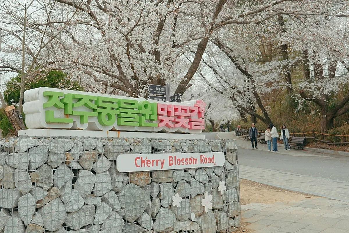 전주동물원 벚꽃 실시간 개화상황