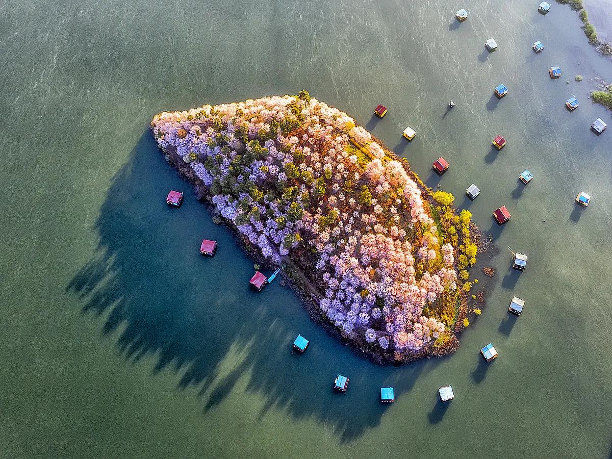 당일치기로 만나는 봄의 극치! 진천 초평붕어마을 꽃섬의 반전 매력