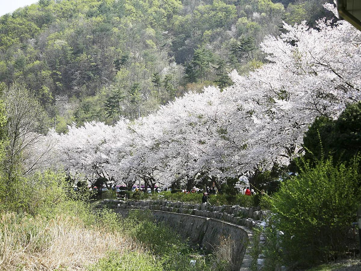 4월 말에 만나는 반전 봄꽃! 마이산 벚꽃길에 숨은 매력 3가지