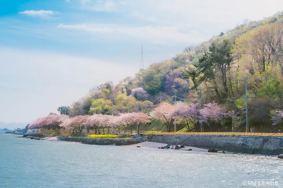 남해에서 만나는 봄의 절경! 드라이브 명소 ‘왕지벚꽃길’