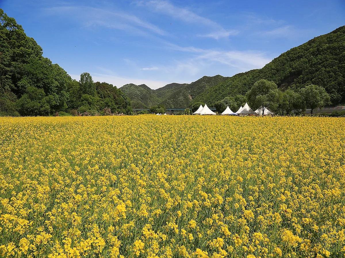 축구장 4개 규모! 옥천 유채꽃, 봄에 만나는 노란 장관