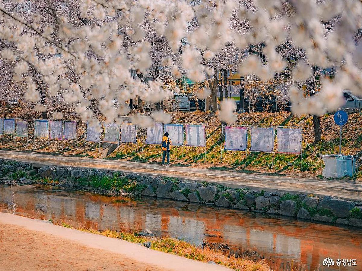 천안 원성천 벚꽃 만개! 놓치면 1년 기다려야 할 봄날의 정취